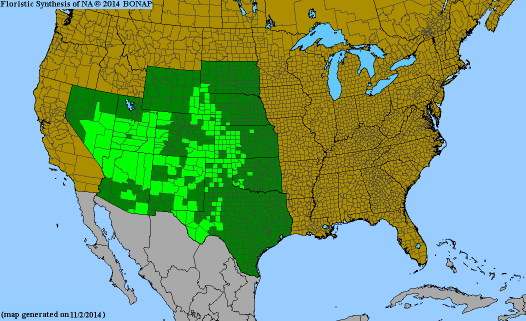 County distribution map of Oenothera lavandulifolia - Lavender-Leaf Sundrops